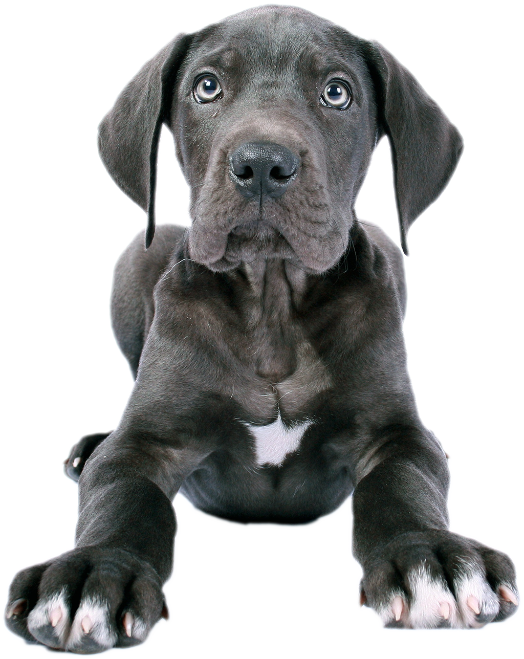 hund